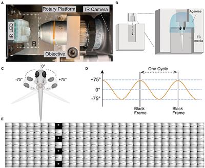 Temporal Vestibular Deficits in synaptojanin 1 (synj1) Mutants